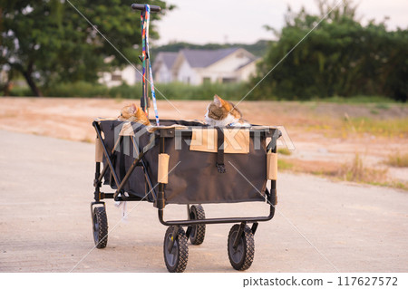 people activity with british and scottish cat sit in cart for outdoor travel people activity with british and scottish cat sit in cart for outdoor travel 117627572
