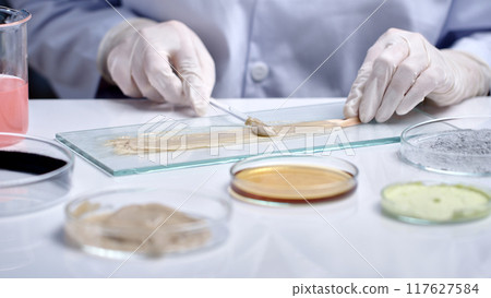 Close up scene of yellow hair sample is being applied with a layer of white cream for testing. Scene of testing with conditioner, products to care for and restore damaged hair. Advertising photo 117627584