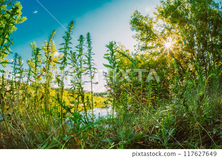 lush grass, shrubs and trees. Beautiful Sun Sunshine In Summer and Autumn Woods. Sunlight Shine Through grassland. Bright Sun Shining In Meadow near river. , . . Fall Coming. Season Colors Changes 117627649