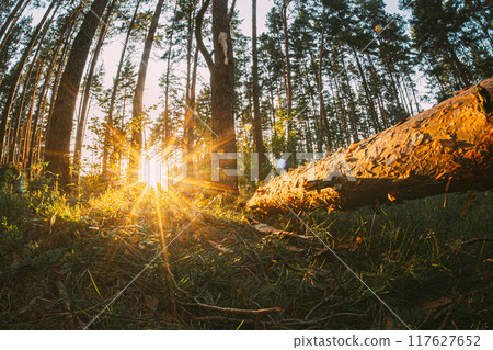 Shadows in on forest ground Woodland , . Sunlight Sunrays Sunbeams Shine Through Fallen pine Tree In Autumn Forest Landscape 117627652