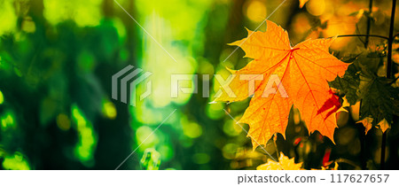 Autumn yellow maple leaf among green foliage. Early Autumn. Panorama Panoramic View. autumn vibes hello autumn background 117627657