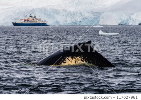 Close-up of the back and dorsal fin of a humpback whale 117627961