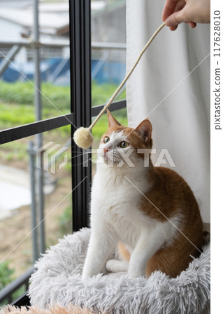 A cat playing with a toy Brown tiger white 117628010