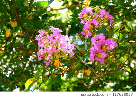 Flower of crape mybs Flower of crape mybs 117628037