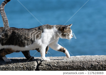 Cute cat walking on the embankment 117628069