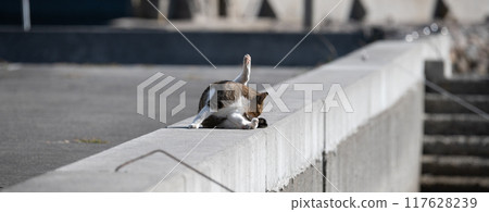 貓咪在路堤上放鬆 117628239