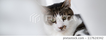 貓咪在窗邊休息 木虎四郎 117628342