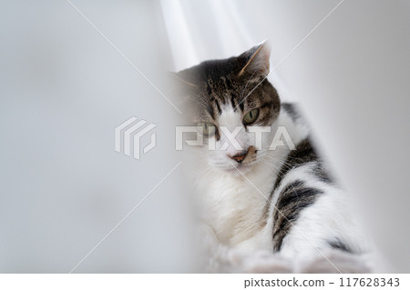 貓咪在窗邊休息 木虎四郎 117628343