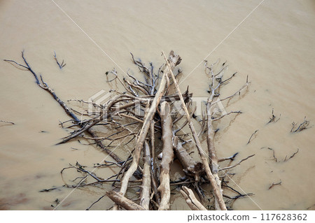 Washed driftwood and fallen trees lie in the water on the seashore or ocean Washed driftwood and fallen trees lie in the water on the seashore or ocean 117628362