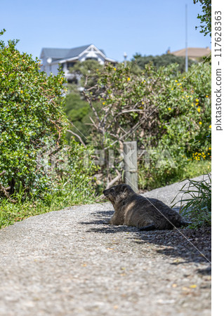 Rock hyrax resting on footpath in shade of tree. Procavia capensis. cape hyrax 117628363