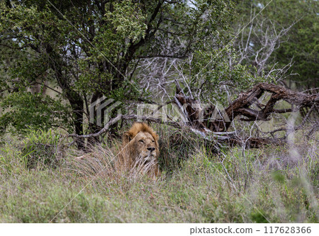 African lion in natural habitat, wild nature, lies resting in bushes. Safari in South Africa savannah. Animals wildlife African lion in natural habitat, wild nature, lies resting in bushes. Safari in South Africa savannah. Animals wildlife 117628366