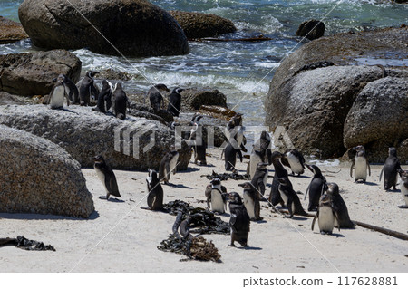 Group of African penguins on Atlantic coast. Spheniscus demersus, South Africa Group of African penguins on Atlantic coast. Spheniscus demersus, South Africa 117628881