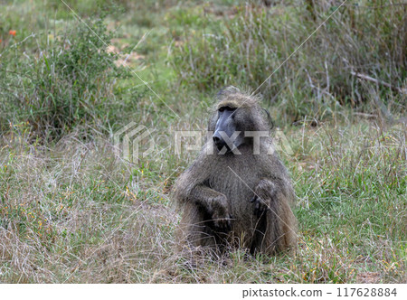 Safari in savannah. Chacma baboon in Kruger National Park, Monkey sits in grass Safari in savannah. Chacma baboon in Kruger National Park, Monkey sits in grass 117628884