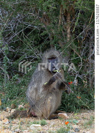 Chacma baboon looks at camera, monkey sits and chews a leaf. wildlife Chacma baboon looks at camera, monkey sits and chews a leaf. wildlife 117628887