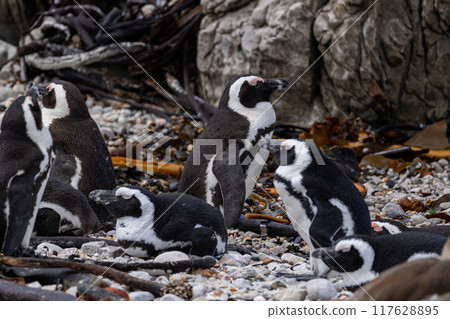 Group of African penguins resting on stone coast. Spheniscus demersus 117628895