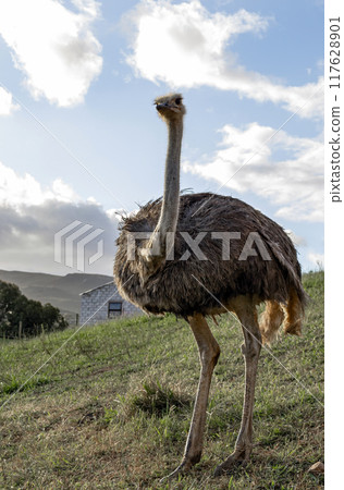 Full length ostrich, South Africa. Ostrich farm Full length ostrich, South Africa. Ostrich farm 117628901