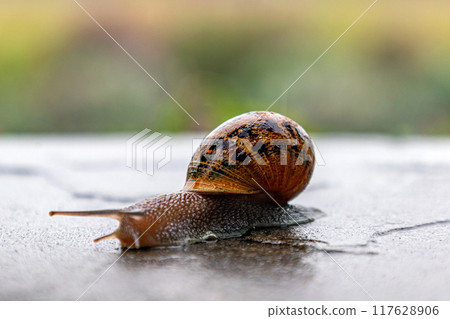 A snail crawls along a rough surface. Gastropods with an external shell A snail crawls along a rough surface. Gastropods with an external shell 117628906