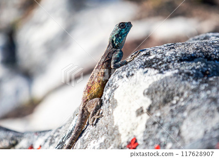 Small colorful lizard in the wild on stone. animals wallpaper, close up Small colorful lizard in the wild on stone. animals wallpaper, close up 117628907