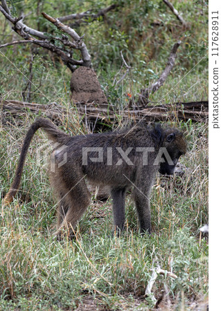 Chacma baboon in Kruger National Park, South Africa. Safari in savannah. Chacma baboon in Kruger National Park, South Africa. Safari in savannah. 117628911