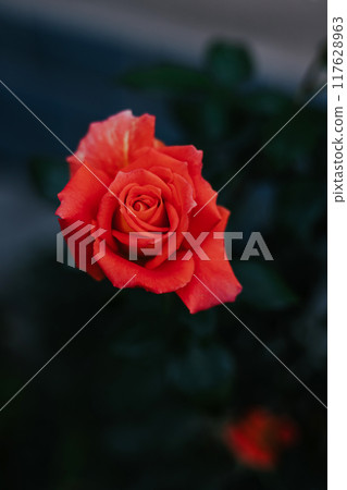Blooming red orange rose in the garden. A blossoming bud of a beautiful delicate flower in the garden. Dark green background Blooming red orange rose in the garden. A blossoming bud of a beautiful delicate flower in the garden. Dark green background 117628963