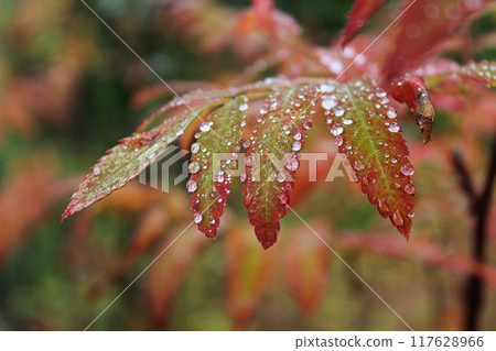 Plant branch with green-red leaves and drops of water after rain or dew. autumn colors background 117628966