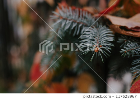 Blue spruce branches with needles in fallen leaves of yellow and red colors. Autumn botanical background, fir-tree and blurred copyspace. Evergreen coniferous tree. Selective focus 117628967