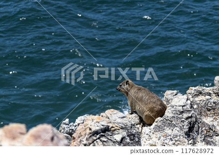 Rock hyrax sitting on a rocky cliff by the ocean. Procavia capensis. cape hyrax 117628972