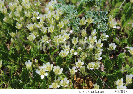 Small white flowers growing wild in the mountains 117628981