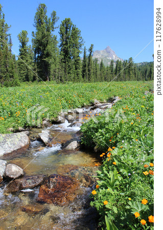 Mountain stream in a field of orange flowersTrollius asiaticus and evergreen trees, Ergaki nature park. Mountain stream in a field of orange flowersTrollius asiaticus and evergreen trees, Ergaki nature park. 117628994