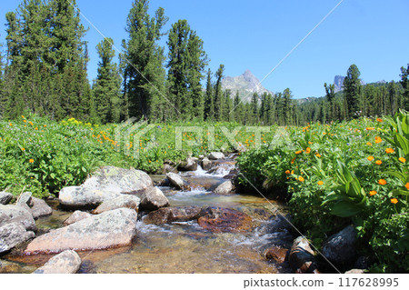 Mountain stream in a field of orange flowersTrollius asiaticus and evergreen trees, Ergaki nature park. Mountain stream in a field of orange flowersTrollius asiaticus and evergreen trees, Ergaki nature park. 117628995