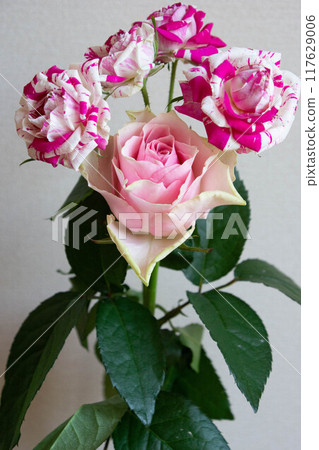 Pink roses Pink roses 117629006