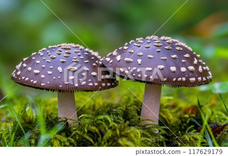 Mushrooms with spotted caps growing in a lush green forest during early morning light Mushrooms with spotted caps growing in a lush green forest during early morning light 117629179