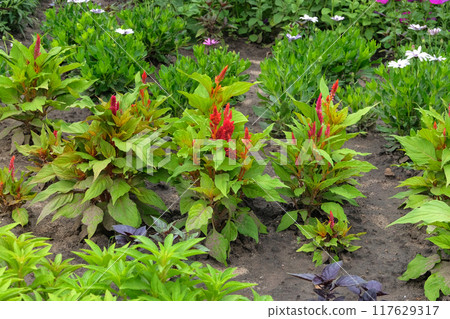 Cottage garden. Amaranth is growing in rustic garden. Organic red Amaranth in farming and harvest. Growing vegetables. Cottage garden. Amaranth is growing in rustic garden. Organic red Amaranth in farming and harvest. Growing vegetables. 117629317