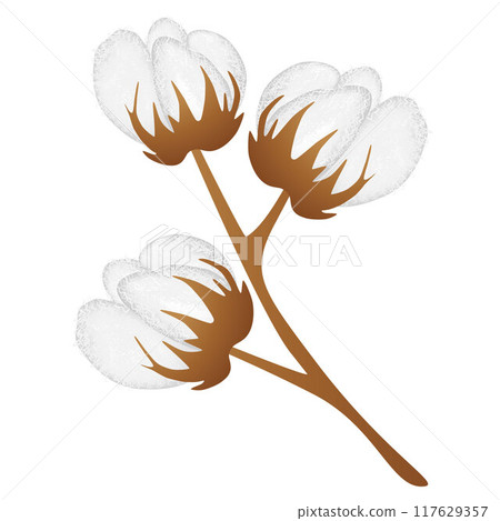 Branch of cotton plant with buds isolated over white background. Branch of cotton plant with buds isolated over white background. 117629357