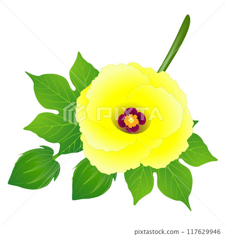 Yellow flower of a cotton with a bud and leaves on a branch. Yellow flower of a cotton with a bud and leaves on a branch. 117629946