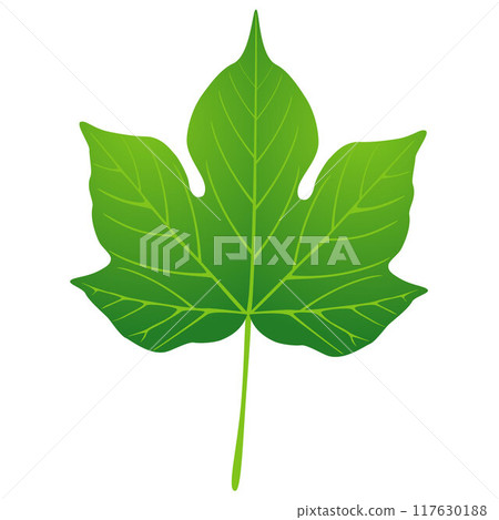 Green leaf of cotton on white background, design element. 117630188