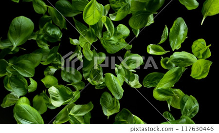Freeze Motion of Flying Fresh Basil Leaves, Isolated on Black Background Freeze Motion of Flying Fresh Basil Leaves, Isolated on Black Background 117630446