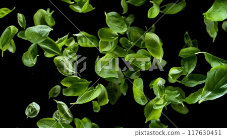 Freeze Motion of Flying Fresh Basil Leaves, Isolated on Black Background 117630451