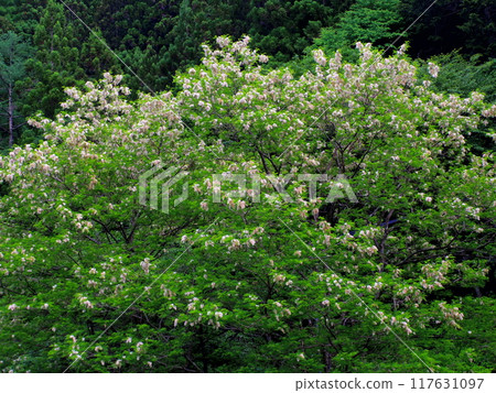 Acacia flowers 117631097