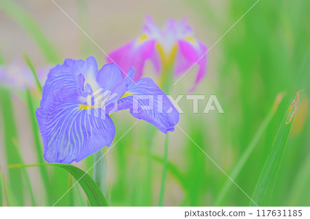 Traditional Japanese beauty: Iris flowers - Boys' Day image 117631185