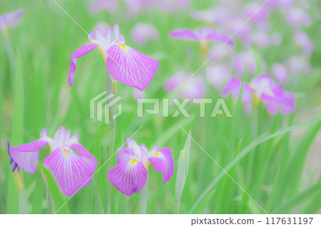 日本傳統美：鳶尾花、端午節形象 117631197