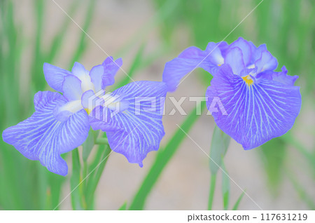 Traditional Japanese beauty: Iris flowers - Boys' Day image 117631219