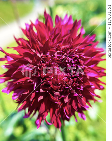Red dahlia 117631351