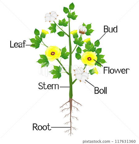 Part of cotton plant on a white background. 117631360