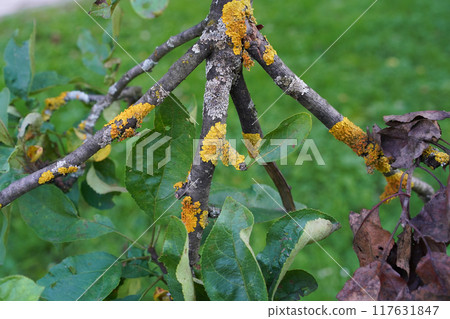 Lichens, yellow and white, on tree bark. Orange Xanthoria and light grey Parmelia on the branches of a tree in a city park. Detail, texture, close-up and natural colour of lichens. 117631847