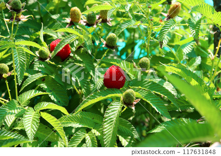 Ripe and unripe berries of Tibetan raspberry on a bush Ripe and unripe berries of Tibetan raspberry on a bush 117631848