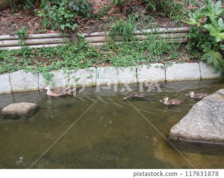 The ducks foraging in the irrigation canal are The ducks foraging in the irrigation canal are 117631878