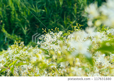 Sengenesou花 Sengenesou花 117631880