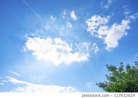 夏天的雲、樹木和陽光 夏天的雲、樹木和陽光 117632029