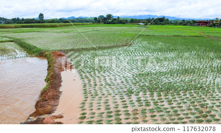 An image of damaged rice plants in a paddy field after flood water have receded. An image of damaged rice plants in a paddy field after flood water have receded. 117632078